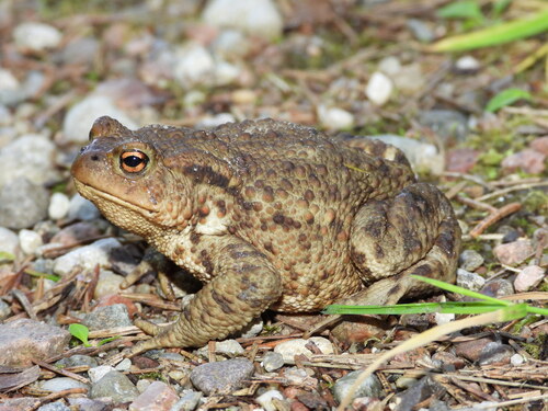European Toad
