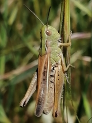 Chorthippus apicalis