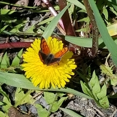 Lycaena phlaeas hypophlaeas