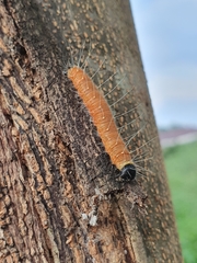 Delias hyparete