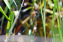 Lestes inaequalis