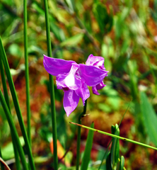 Calopogon tuberosus