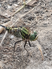 Orthetrum sabina