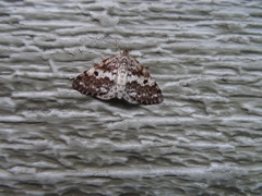 Eufidonia discospilata