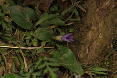 Viola cucullata