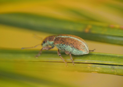 Pachyrhinus elegans, 2026-07-14
