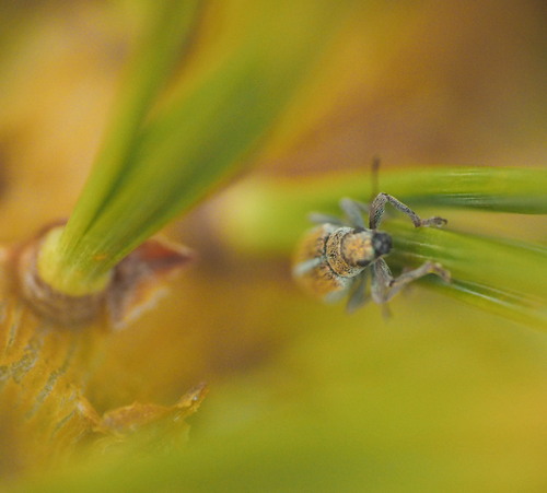 Pachyrhinus elegans, 2026-07-14