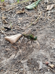 Orthetrum sabina