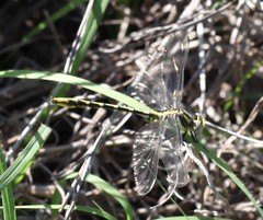 Phanogomphus militaris