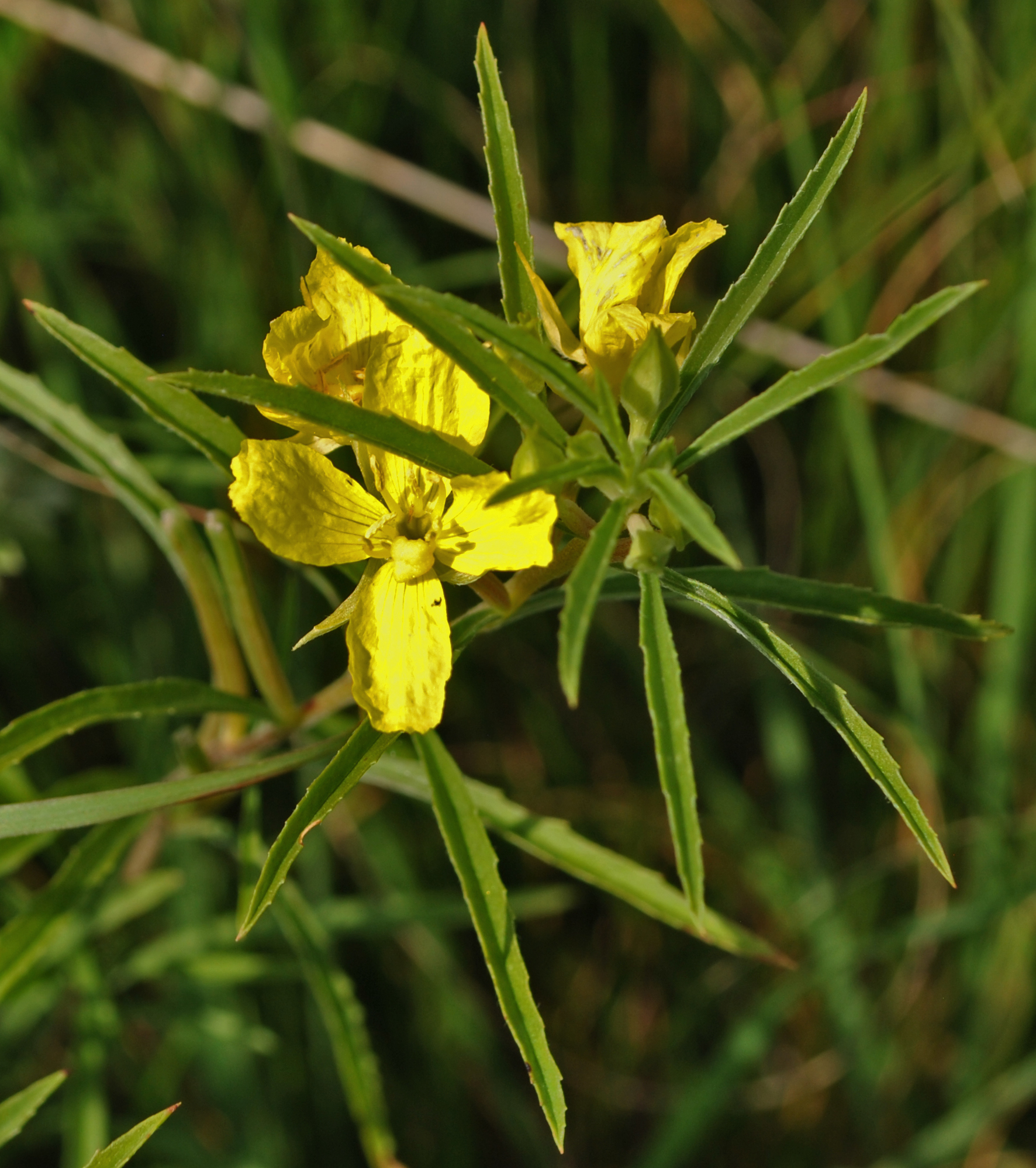 Oenothera serrulata