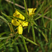 Oenothera serrulata - Photo (c) Aaron Carlson,  זכויות יוצרים חלקיות (CC BY), uploaded by aarongunnar