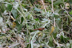 Cranioleuca erythrops