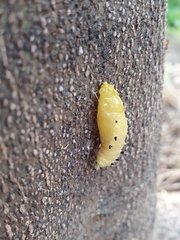 Delias hyparete