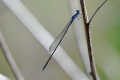 Enallagma daeckii