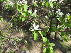 Amelanchier cusickii