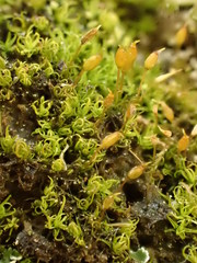 Weissia brachycarpa