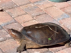 Apalone ferox