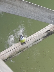 Pitangus sulphuratus