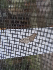 Eupithecia tripunctaria