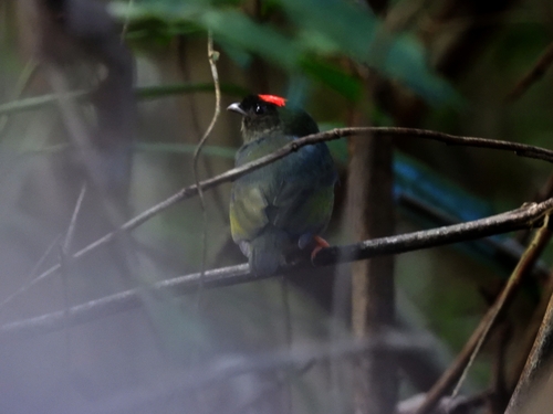 Blue-backed Manakin (Chiroxiphia pareola), photo 2