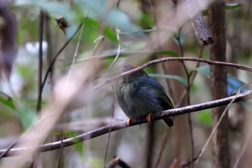 Blue-backed Manakin (Chiroxiphia pareola), photo 3