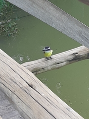 Pitangus sulphuratus