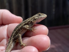 Sceloporus occidentalis