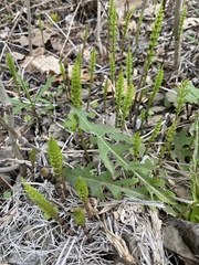 Equisetum pratense