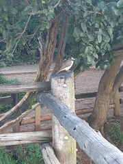 Pitangus sulphuratus