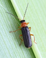 Cantharis nigra