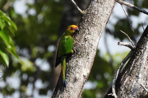 Golden-capped Parakeet (Aratinga auricapillus), photo 6