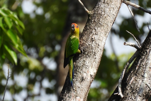 Golden-capped Parakeet (Aratinga auricapillus), photo 5