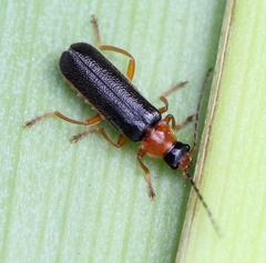 Cantharis nigra