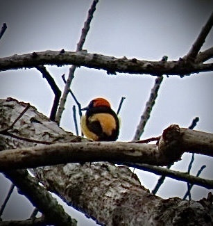 Orange-crowned Oriole (Icterus auricapillus), photo 5