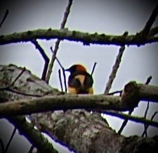 Orange-crowned Oriole (Icterus auricapillus), photo 6