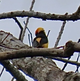Orange-crowned Oriole (Icterus auricapillus), photo 10