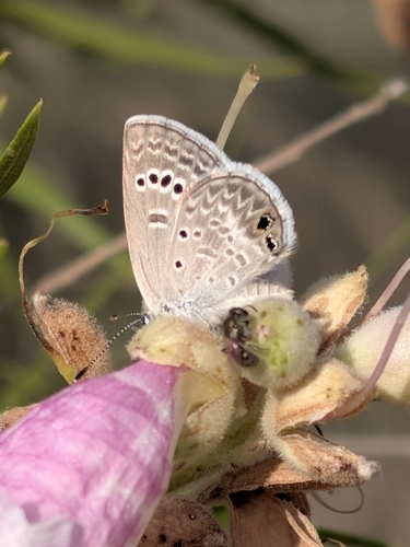 Reakirt's Blue