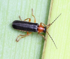 Cantharis nigra