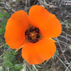 Calochortus kennedyi