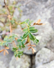 (c) Lucas Carbone, some rights reserved (CC BY) Polylepis australis, photograph (c) Lucas Carbone, some rights reserved (CC BY)