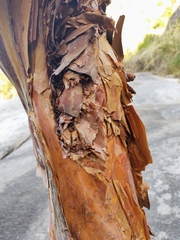 Polylepis australis, photograph (c) Lucas Carbone, some rights reserved (CC BY)