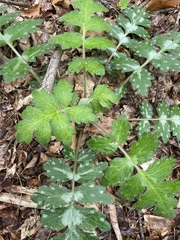 Hydrophyllum virginianum