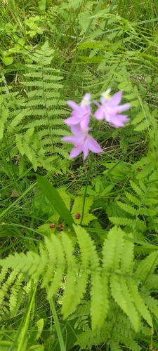 Tuberous Grasspink
