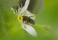 Apis mellifera