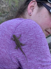 Sceloporus occidentalis