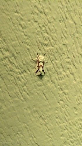 Red-tailed Specter Moth
