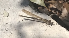 Argia sedula