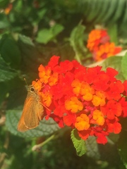 Choranthus vitellius