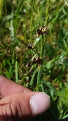 Juncus phaeocephalus