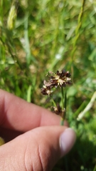 Juncus phaeocephalus